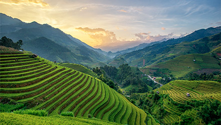 Growing rice on the mountainside