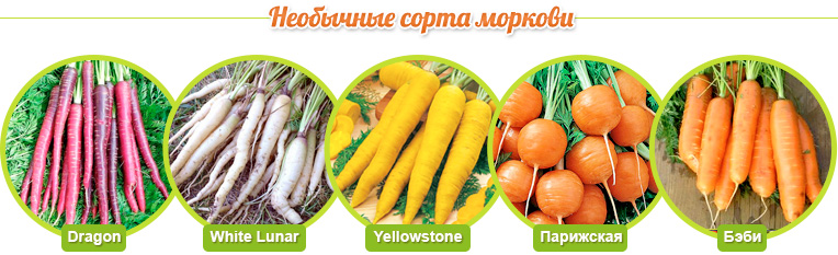 Unusual varieties of carrots: Dragon, White Lunar, Yellowstone, Parisian, Baby