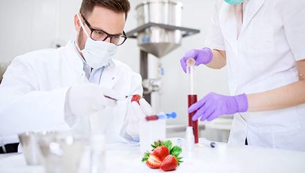 Studying strawberries in the laboratory