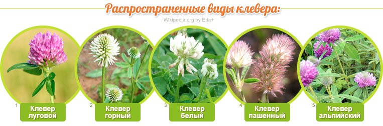 Types of clover: meadow (red), mountain, white (creeping), plowed, alpine