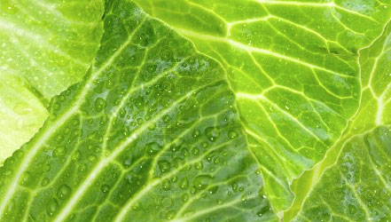 Cabbage leaf large