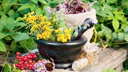 Viburnum and other medicinal plants