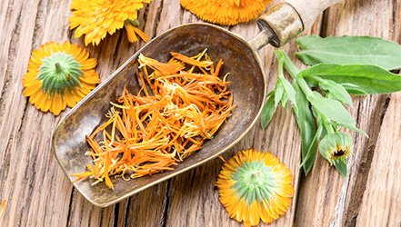 The use of calendula in cooking