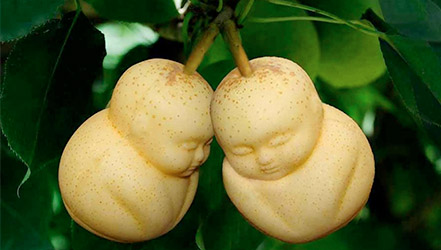Pears with Buddha's face