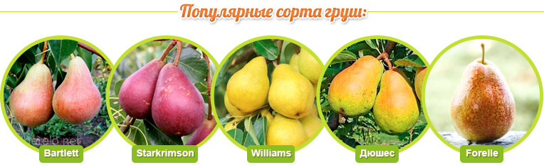 Pear varieties: Bartlett, Starkrimson, Williams, Duchess, Forelle