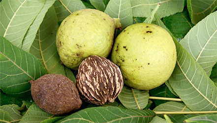 Black american walnut
