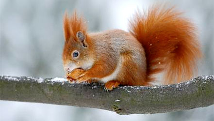 Squirrel eats a walnut