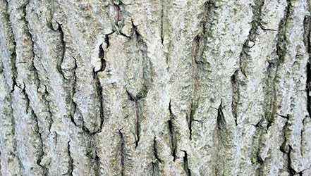 Walnut tree bark