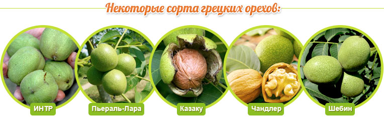 Walnut varieties: INTR, Pierral-Lara, Kazaku, Chandler, Shebin