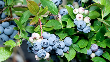 Unripe blueberry bush