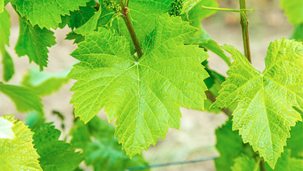 Grape leaves large
