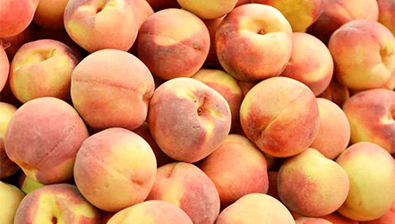 Peach harvest