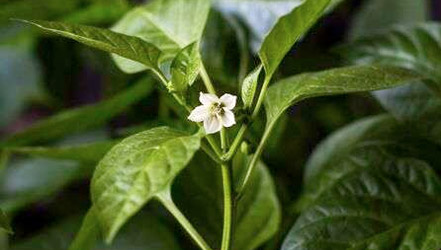 Flowering sweet bell pepper