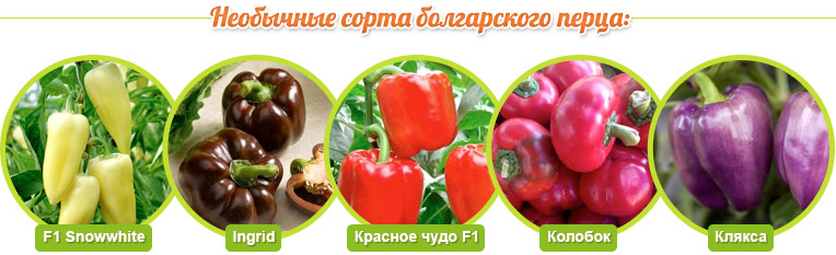 Unusual varieties of bell peppers: Snowwhite, Ingrid, Red Miracle, Kolobok, Blot