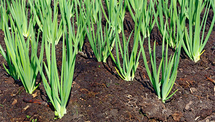 Young onions in the garden