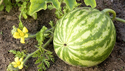 Watermelon in a garden with leaves and flowers