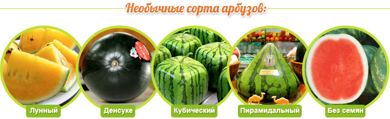 Unusual varieties of watermelons: Lunny, Densuke, Cubic, Pyramidal, Without seeds