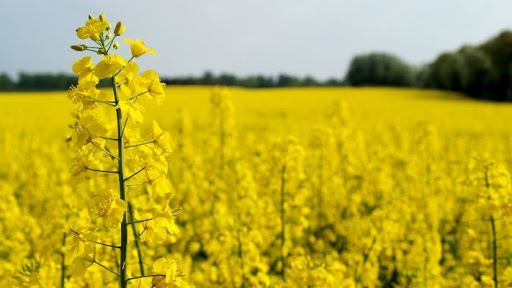 Rapeseed honey: benefits and harms, disadvantages and advantages