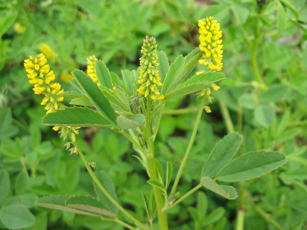 Sweet clover honey: medicinal properties, how to identify a fake
