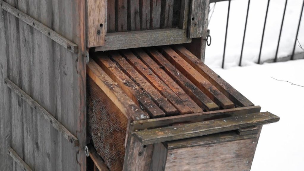 Popular types of bee hives