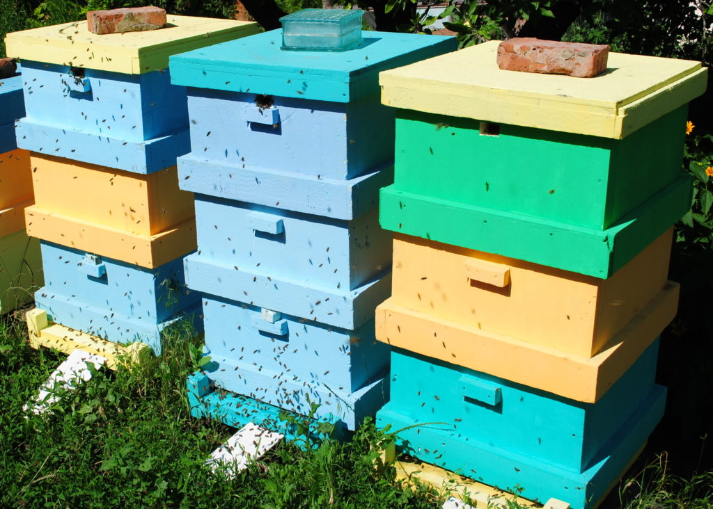 Making hives from expanded polystyrene and polyurethane foam: differences, pros and cons
