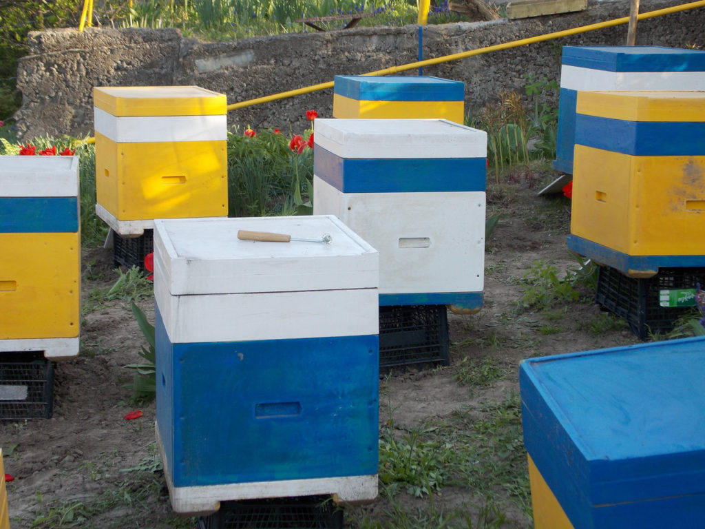 Making hives from expanded polystyrene and polyurethane foam: differences, pros and cons