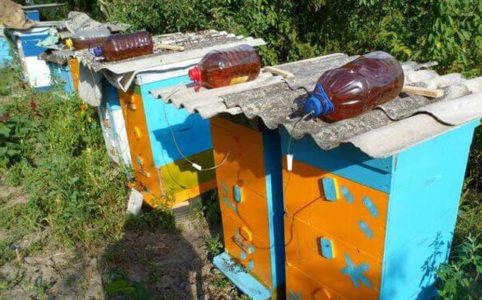 Drinking bowls for bees, how to make yourself from a bottle