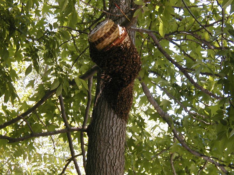Swarm of bees: how to catch and how to lure