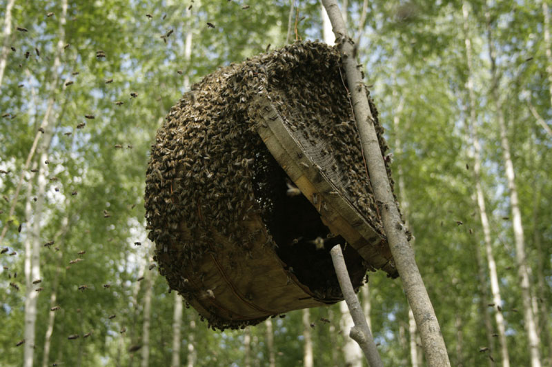 Swarm of bees: how to catch and how to lure