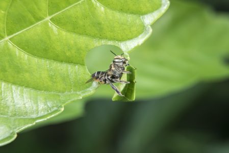 Bees - leaf cutters: who are they, features, benefits and harms of the breed
