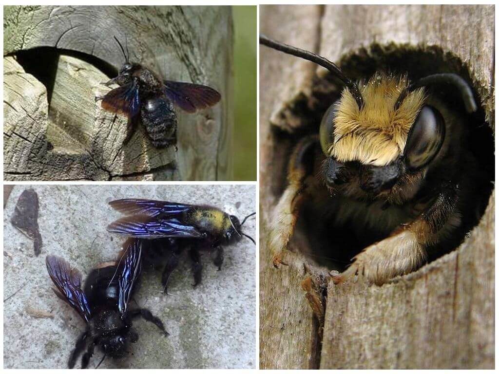 Bee carpenter: description, lifestyle and habitat