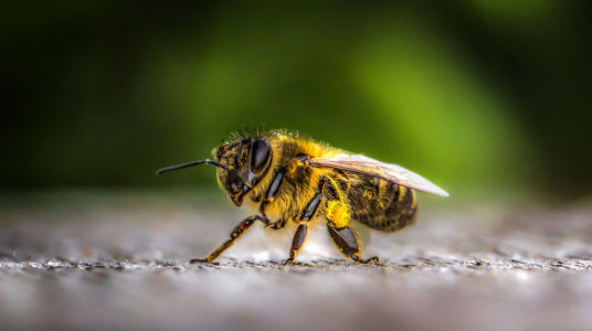 Bee breeds and the distinctive characteristics of different types of bees