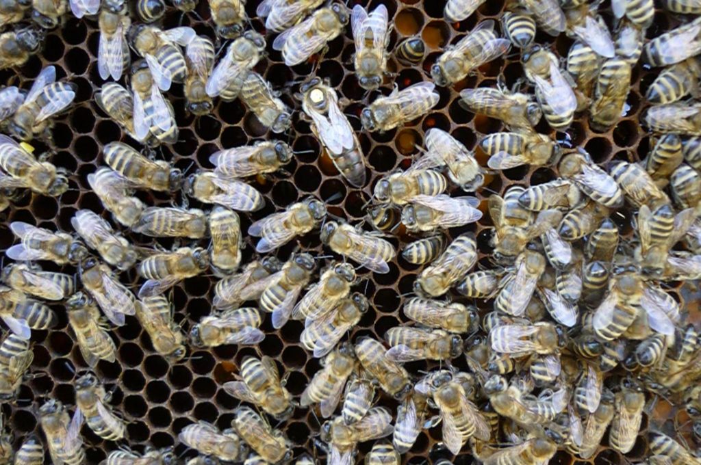 The breed of Karnika bees and their peculiarity