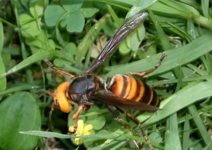 African killer bees and why they are dangerous