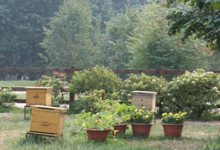 apiary in the country