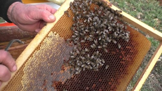 How to transplant bees into a clean hive in spring?