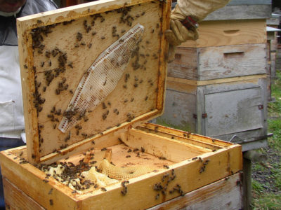 How to transplant bees into a clean hive in spring?