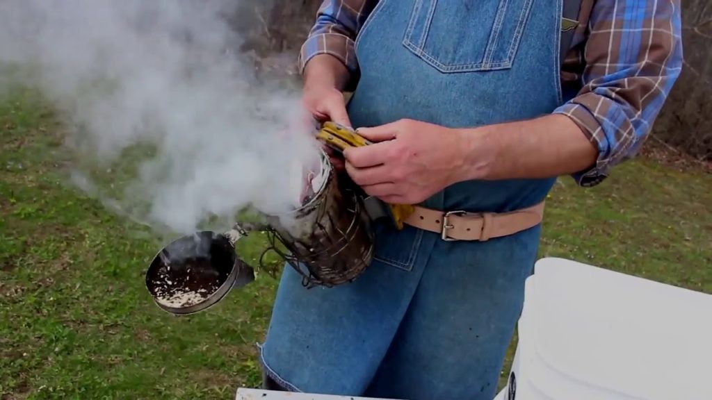 Bee smoker and how to calm bees