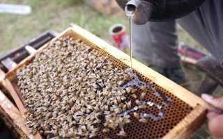 List of medicines for bees: types and uses