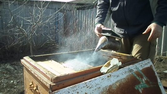 What to do in the apiary in April