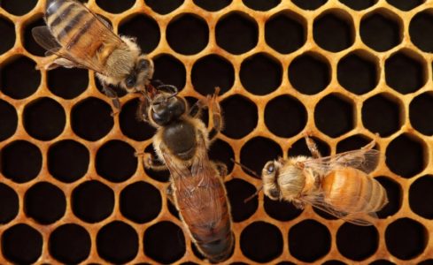 Ways to withdraw queen bees