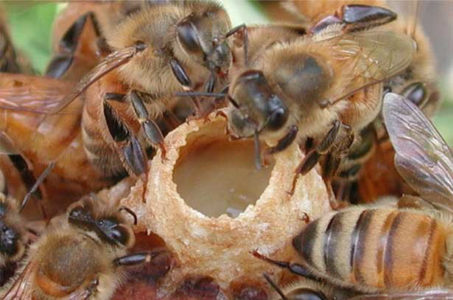 Ways to withdraw queen bees