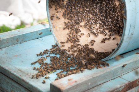 Swarming bees: main causes and how to avoid it