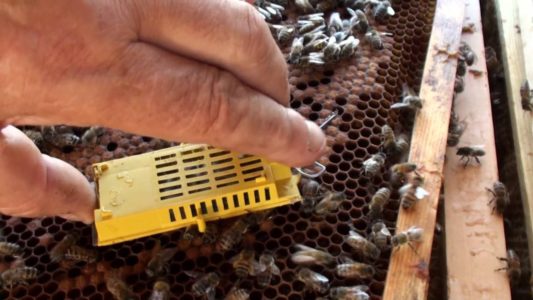 Swarming bees: main causes and how to avoid it
