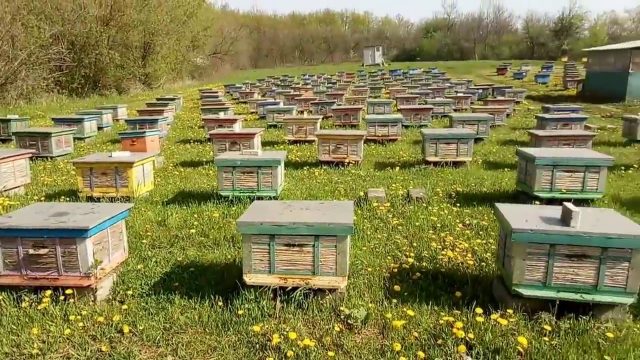 Industrial beekeeping: features