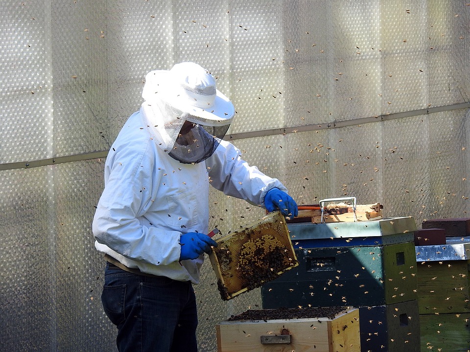 Industrial beekeeping: features