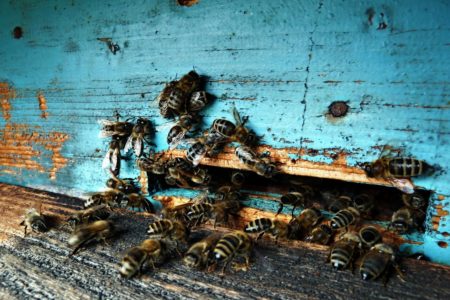 When to take bees out of the winter house?