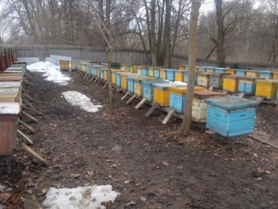 When to take bees out of the winter house?