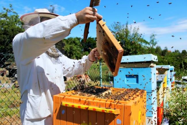 How to accelerate the development of bees in the spring?