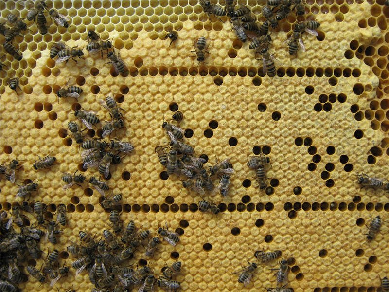 How to accelerate the development of bees in the spring?